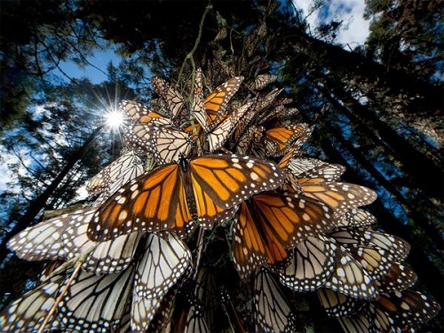 santuario de la mariposa monarca